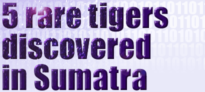 Five rare tigers found in Sumatra